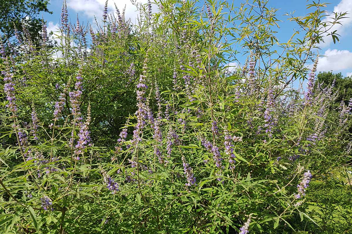 A horizontal image of a large Vitex agnus-castus shrub growing in the summer garden adorned with light purple flowers.