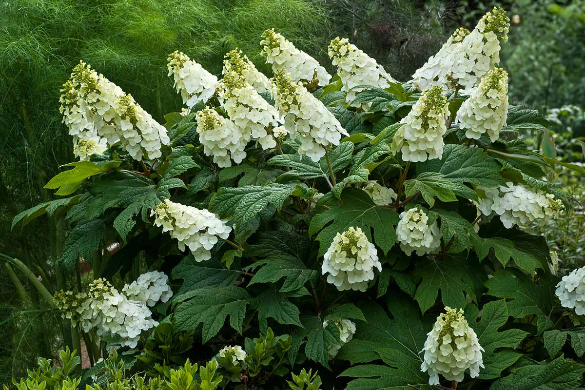 A horizontal image of a large oakleaf hydrangea in full bloom growing in the garden.