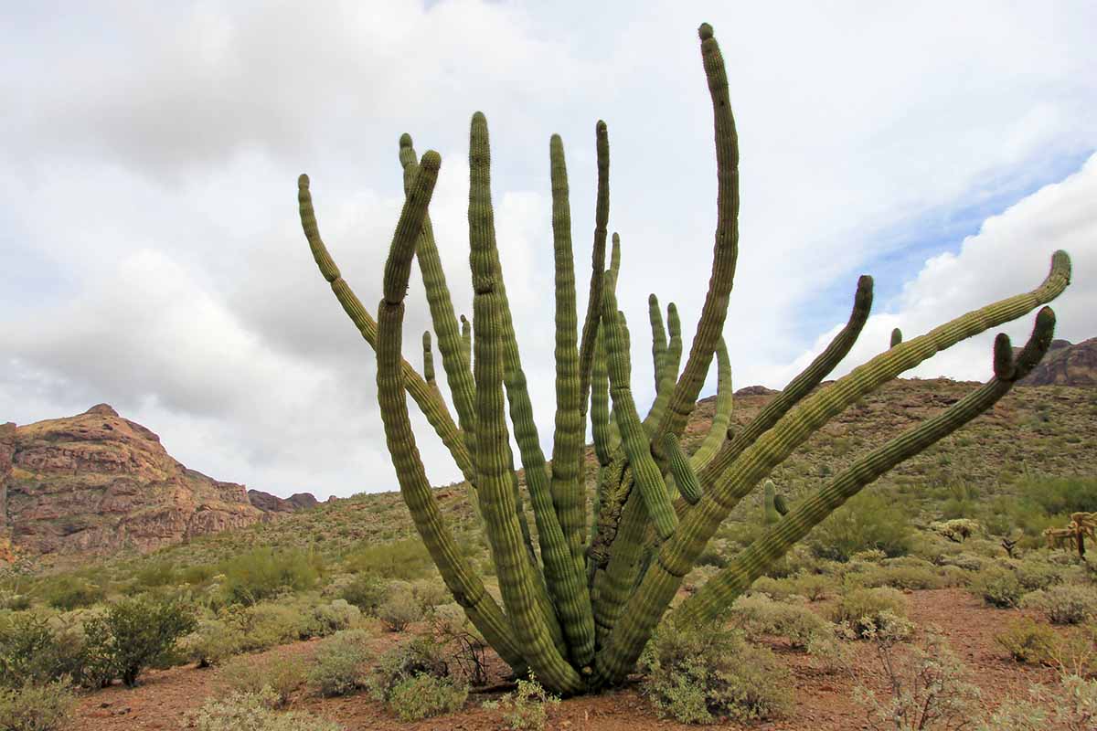 A horizontal image of an organ pipe cactus growing in the desert pictured on a cloudy sky background.