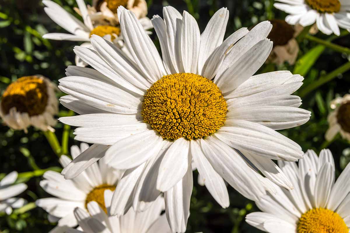 A close up horizontal image of large Shasta daisies in full bloom in the late summer garden.