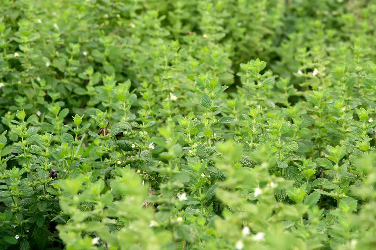 A close up horizontal image of a large stand of blooming lemon balm.