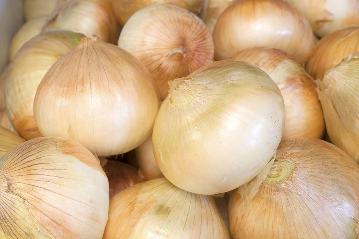 A close up horizontal image of a pile of large white 'Walla Walla' onions.