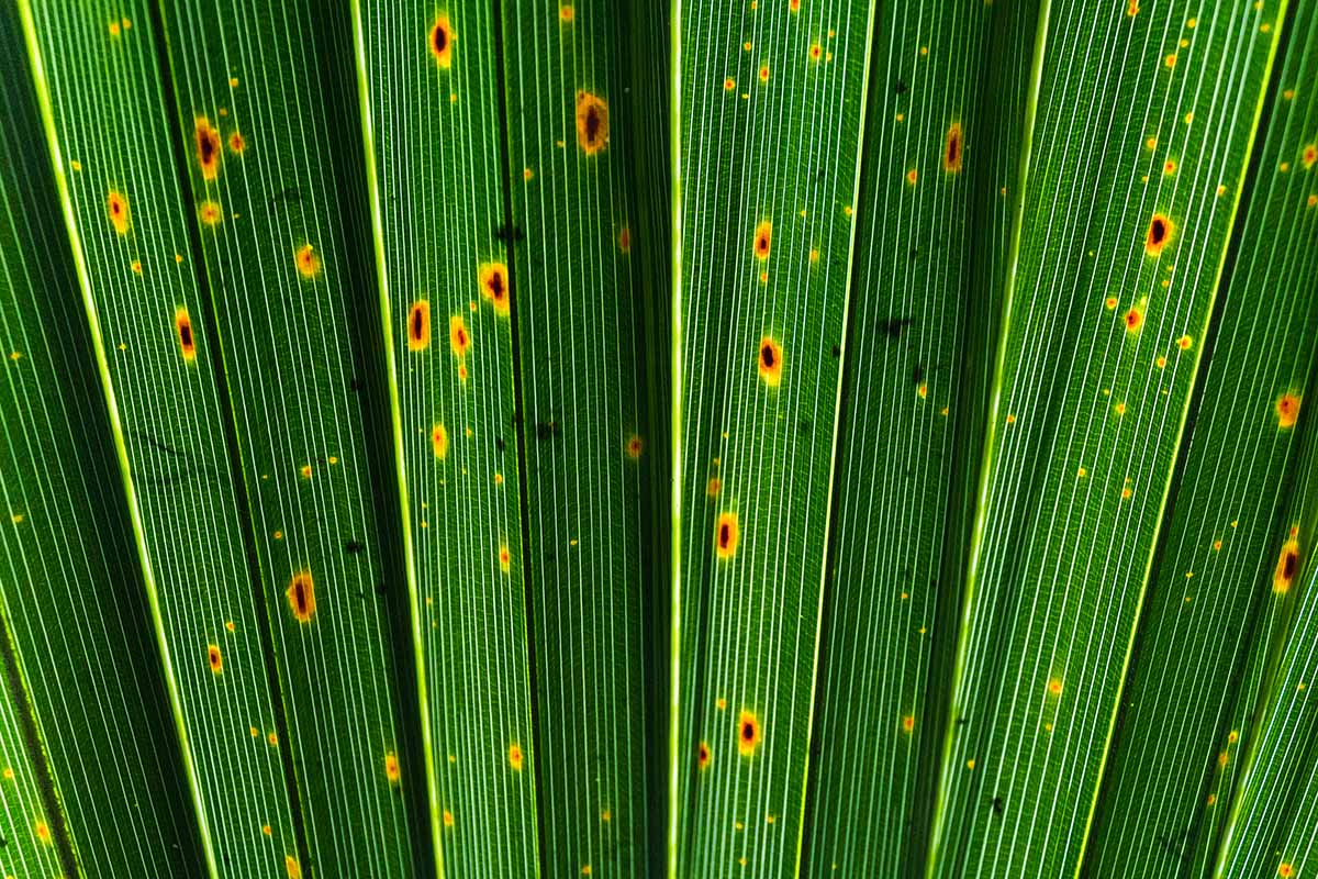 A close up horizontal image of the symptoms of leaf spot on palm fronds.