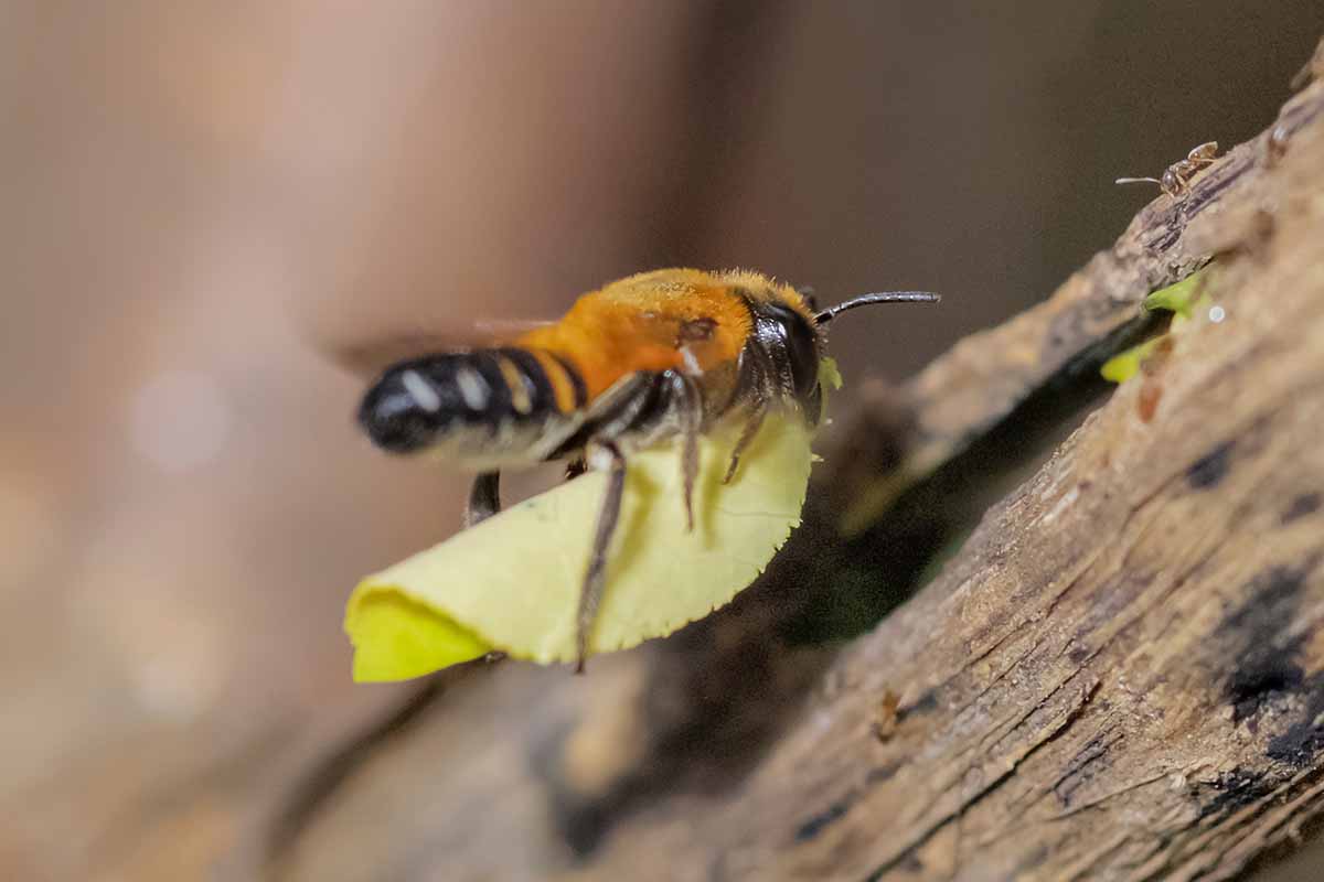 A close up horizontal image of a leafcutter bee pictured on a soft focus background.