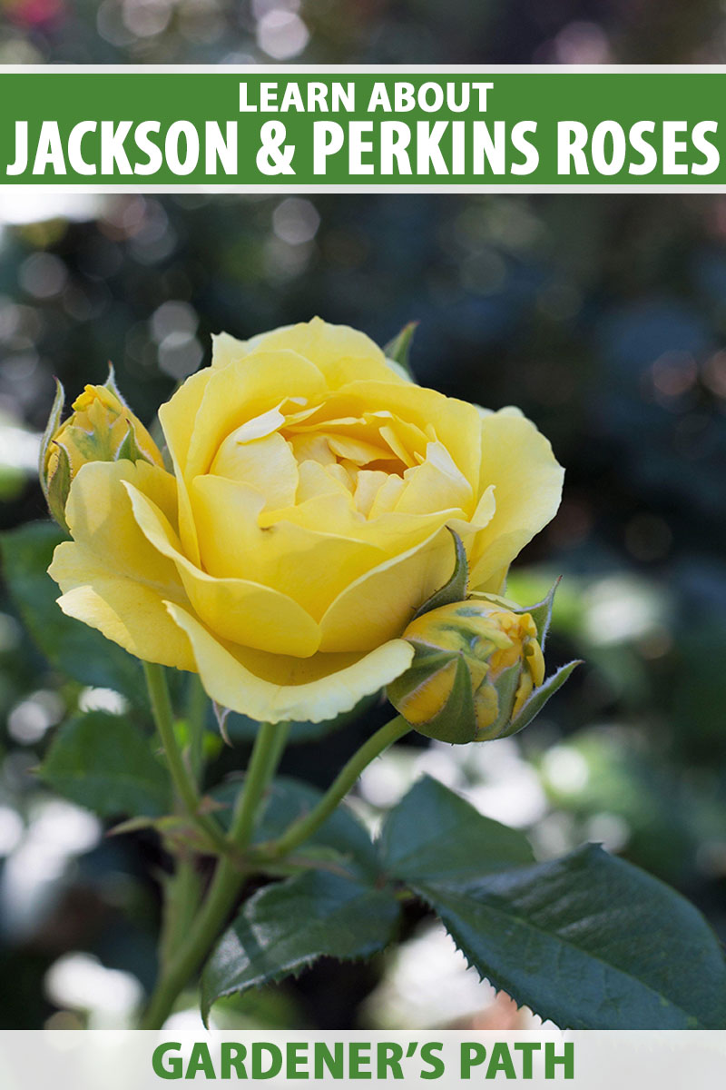 Uma imagem vertical de uma única rosa amarela Jackson & Perkins crescendo no jardim retratada em um fundo de foco suave.  Na parte superior e inferior do quadro, há texto impresso em verde e branco.