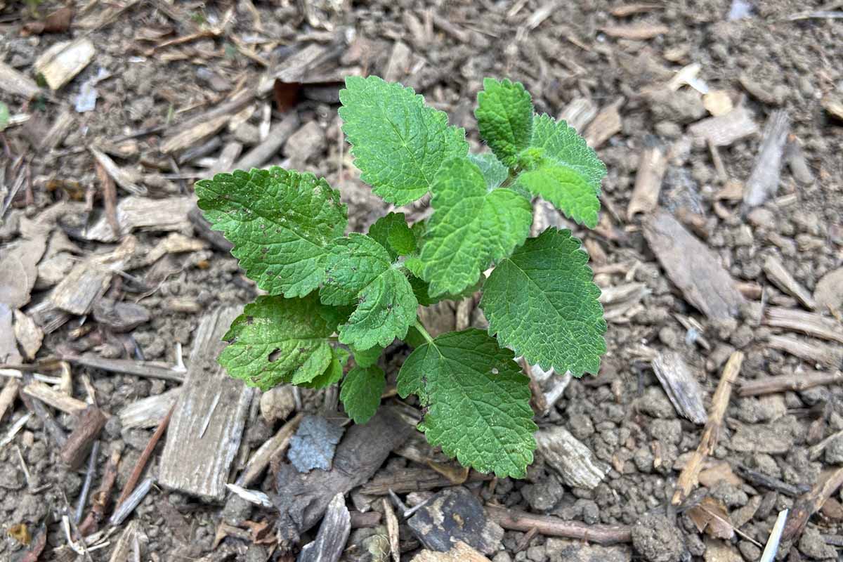 A close up horizontal image of a small lemon balm seeding growing in the garden.