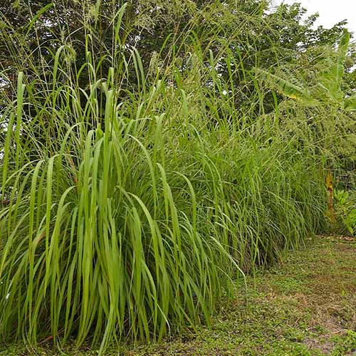 A square image of large lemongrass plants growing in the garden.