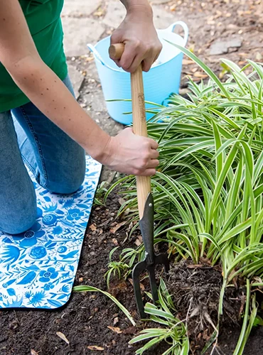 A close up of a gardener using a Lifetime Perennial Fork do dig up plants in the yard.