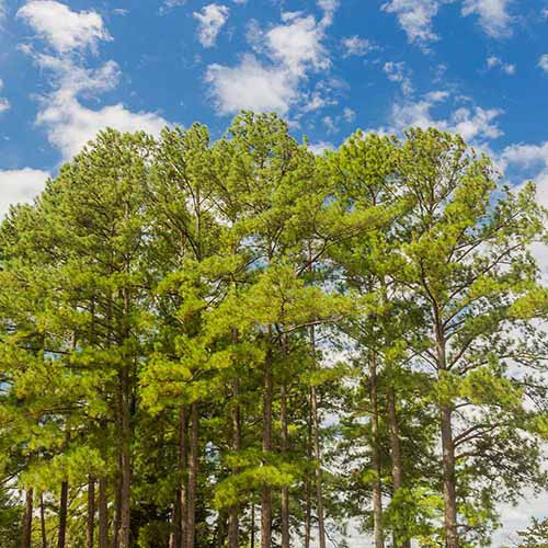 A square image of large loblolly pines growing wild pictured on a blue sky background.