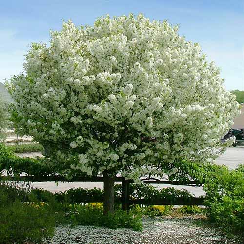 A square image of a white-flowering Lollipop crabapple tree growing in the backyard.