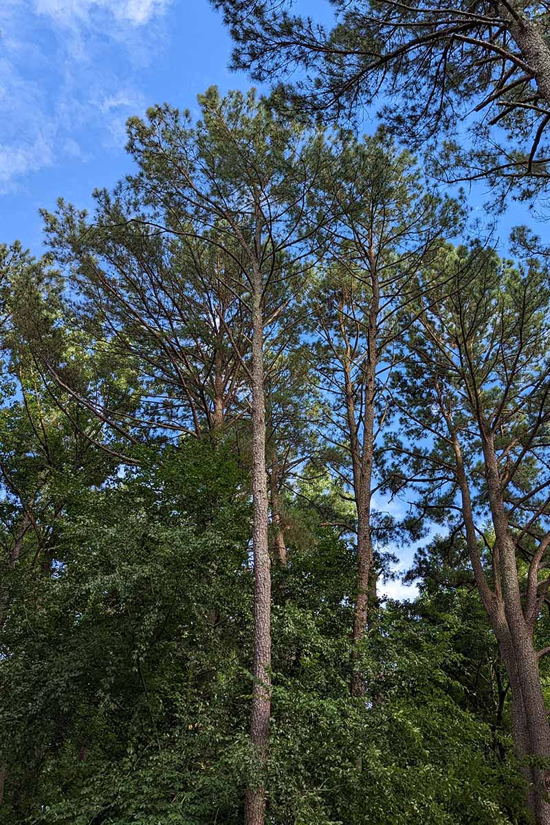 A vertical image of large pine trees growing wild pictured on a blue sky background.