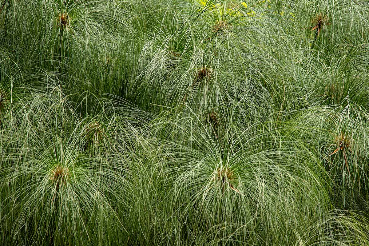 A close up horizontal image of the foliage of Pinus palustris.