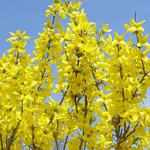 A square image of 'Lynwood Gold' forsythia flowers pictured in bright sunshine on a blue sky background.
