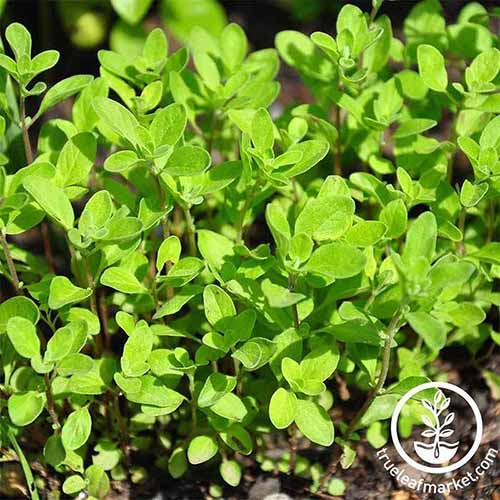 A square image of marjoram growing outdoors pictured in light sunshine. To the bottom right of the frame is a white circular logo with text.