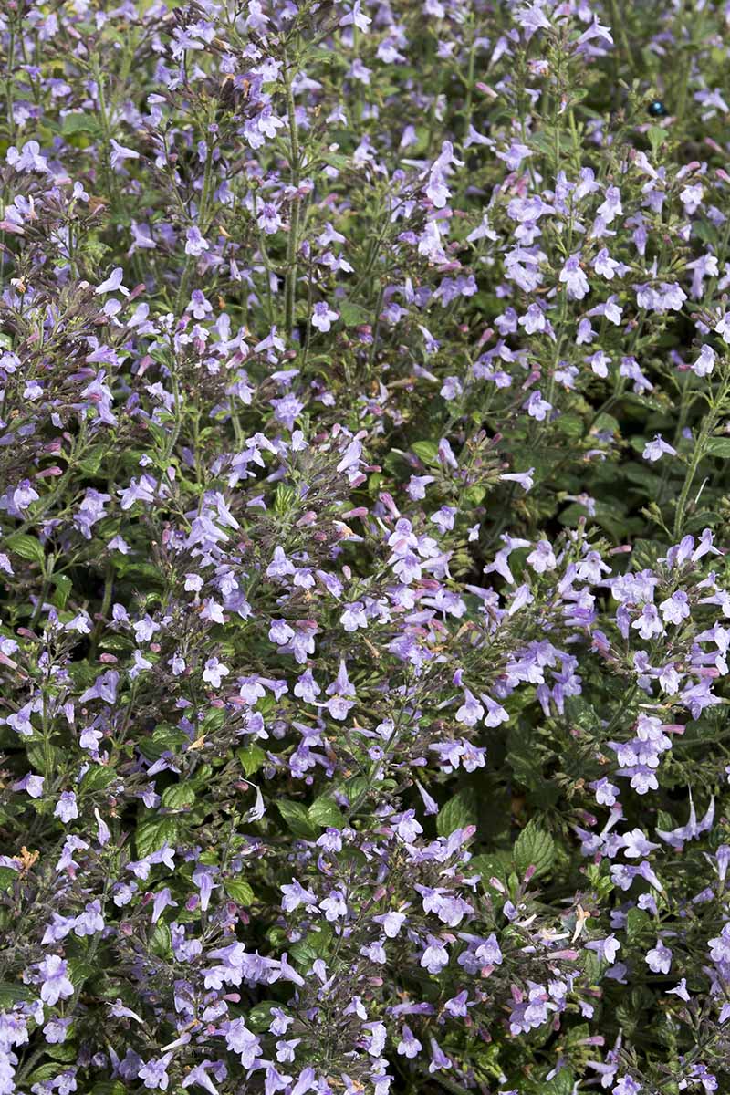 A close up vertical image of 'Marvelette Blue' growing in the garden.