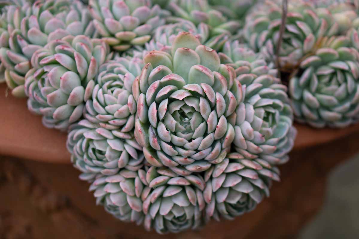 A close up horizontal image of large echeveria plants growing in a terra cotta pot.