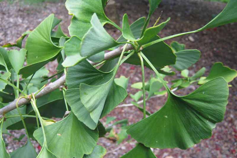 A close up horizontal image of the foliage of a 'Mayfield' ginkgo tree growing in the garden.