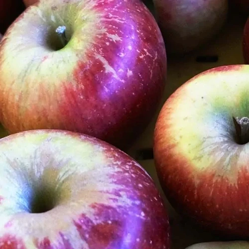 Dwarf Honeycrisp Apple Tree - The worlds best apple flavor, even bette –  Online Orchards