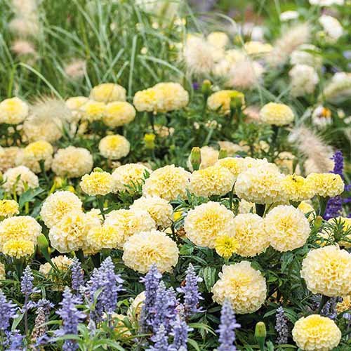 A square image of 'Moonlight' African marigolds growing in the garden.