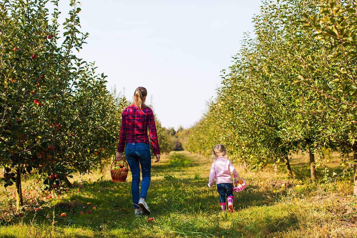 A horizontal image of a mother and child walking through an orchard harvesting apples.