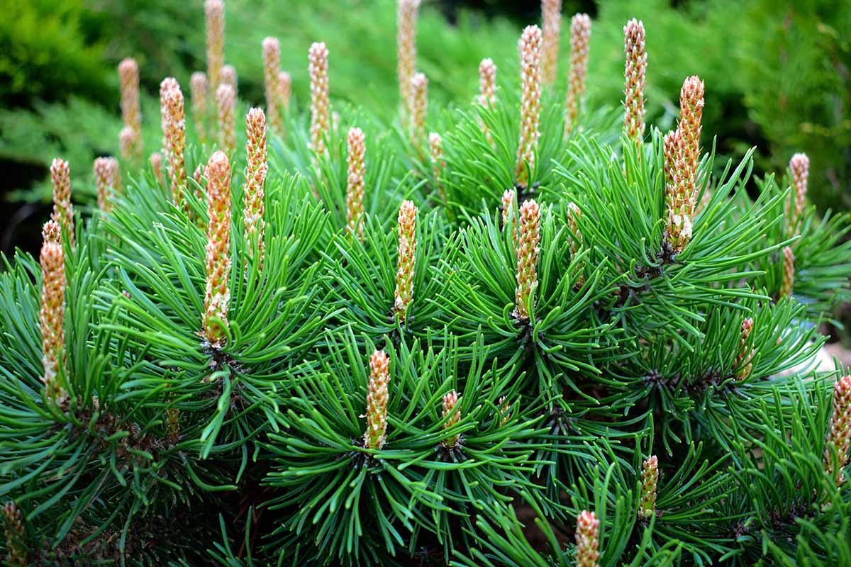 A close up horizontal iamge of a mugo pine growing in the garden pictured on a soft focus background.