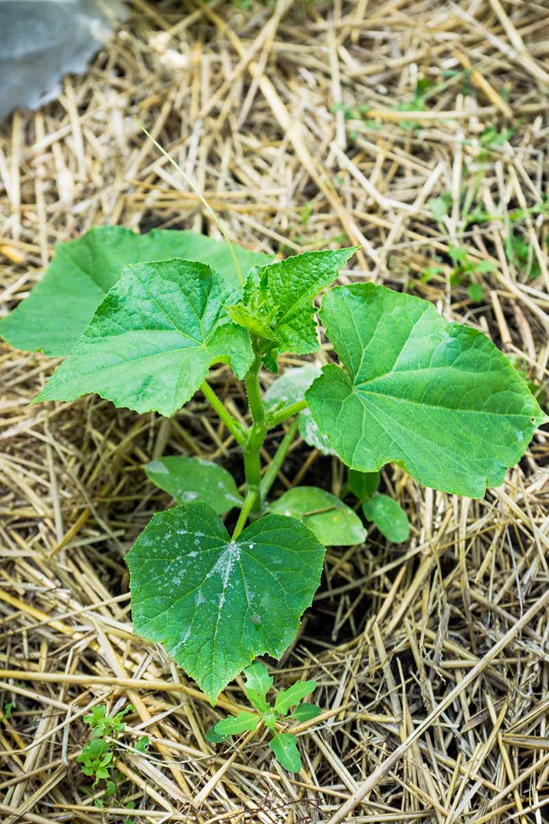 A vertical image of a young squash plant surrounded by straw mulch.