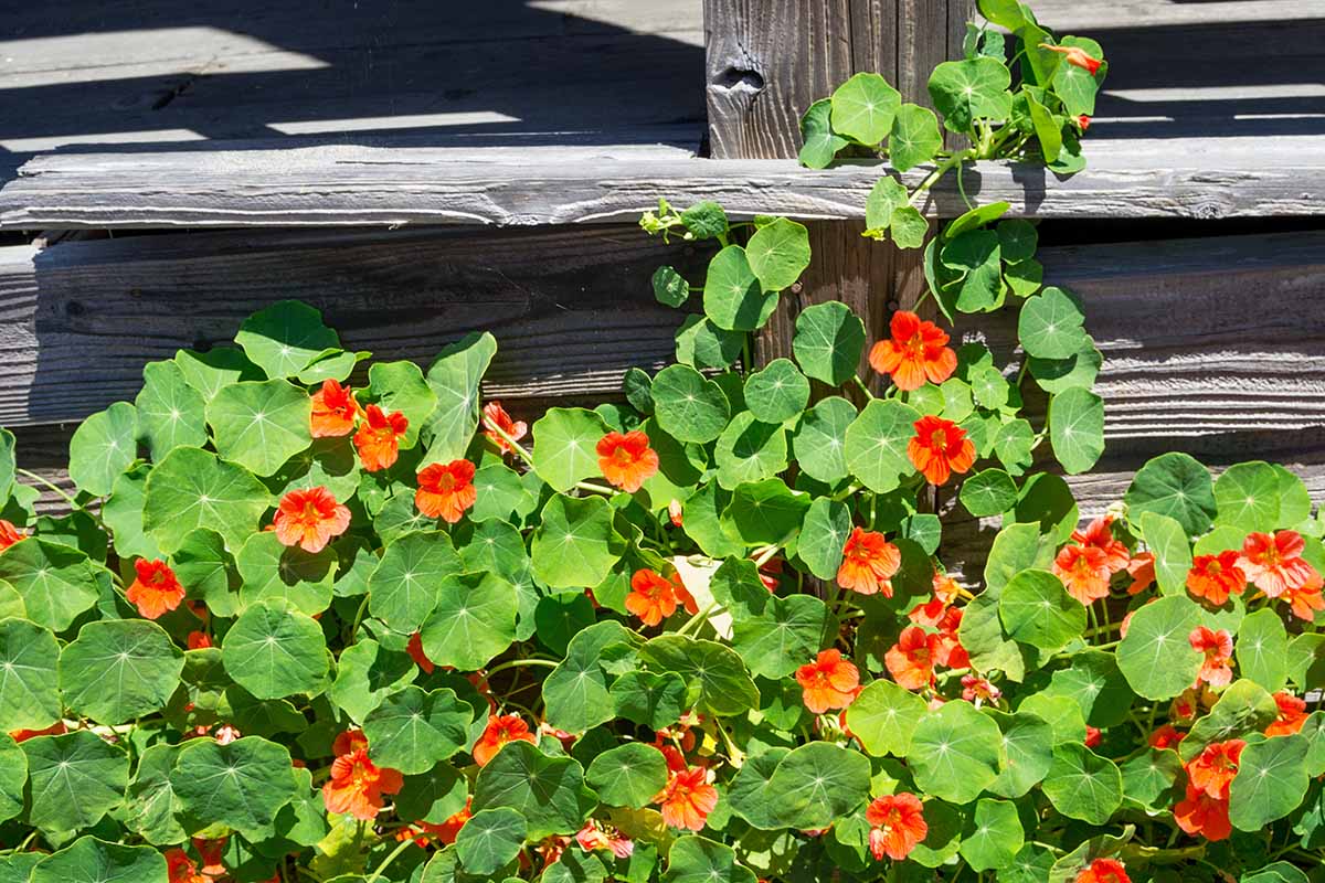 A close up horizontal image of orange nasturtiums growing in the garden with a wooden fence in the background.