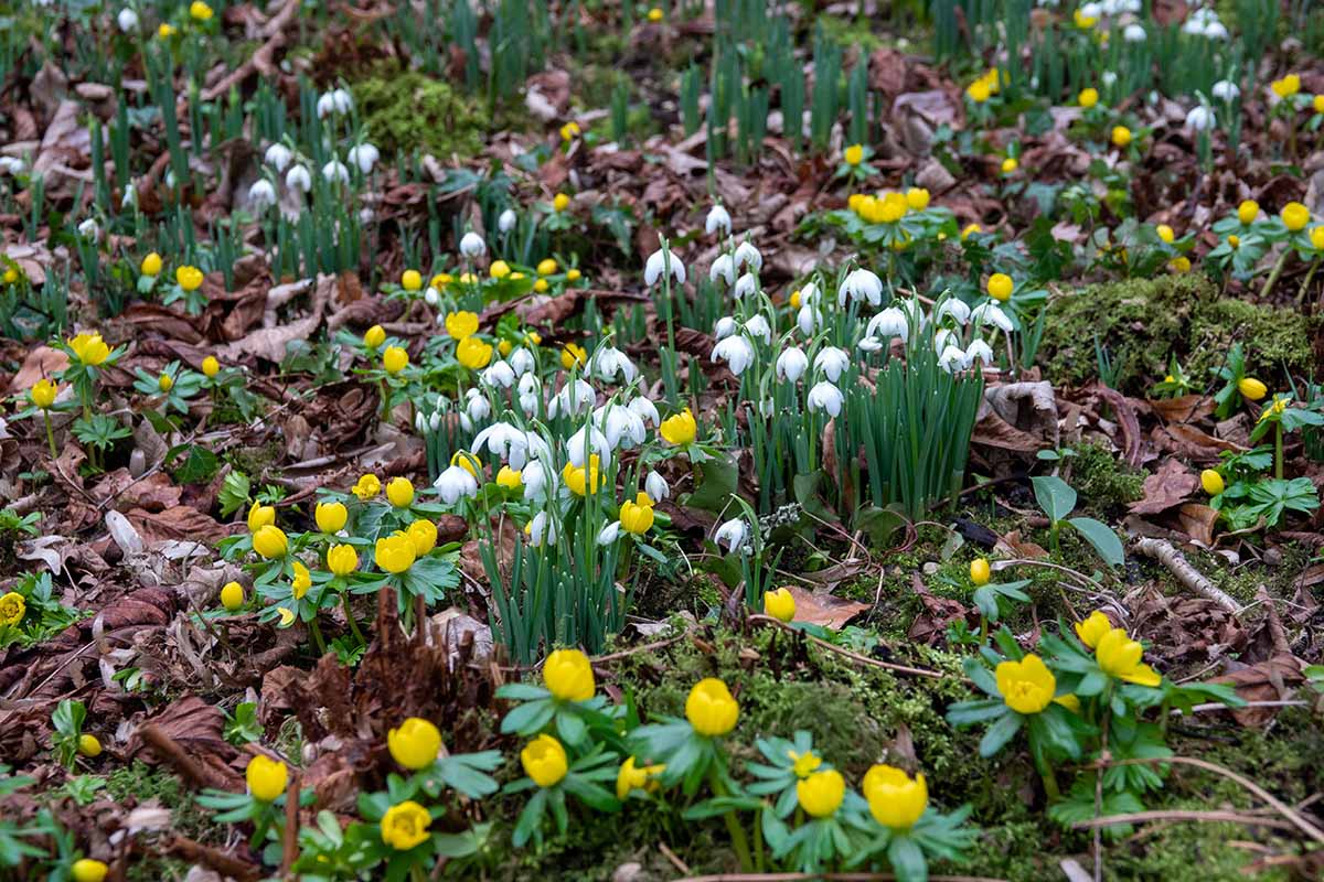 A horizontal image of white snowdrop flowers and bright yellow winter aconite flowers growing outdoors.
