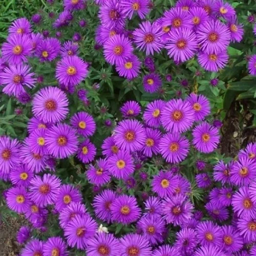 A square image of purple New England asters growing in the garden.