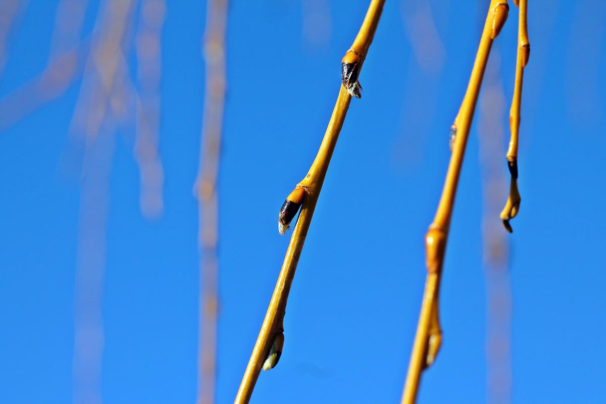A close up horizontal image of weeping willow branches pictured on a blue background.