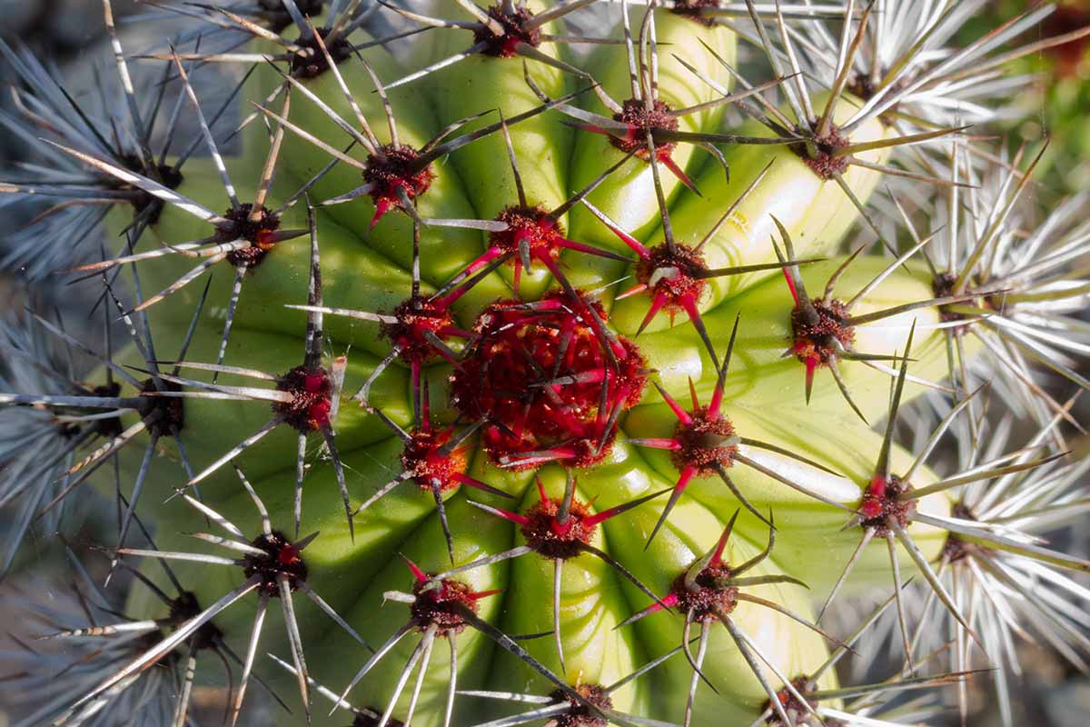 A close up horizontal image of the spines on an organ pipe cactus with tiny red growth point.