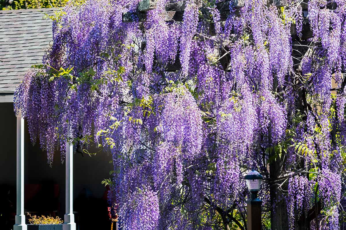 A close up horizontal image of a large American wisteria vine growing outside a residence.