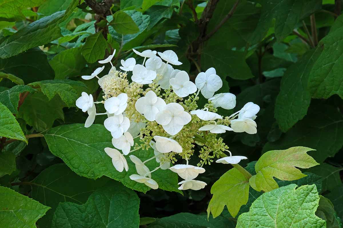 A close up horizontal image of a white oakleaf hydrangea flower growing in the garden.