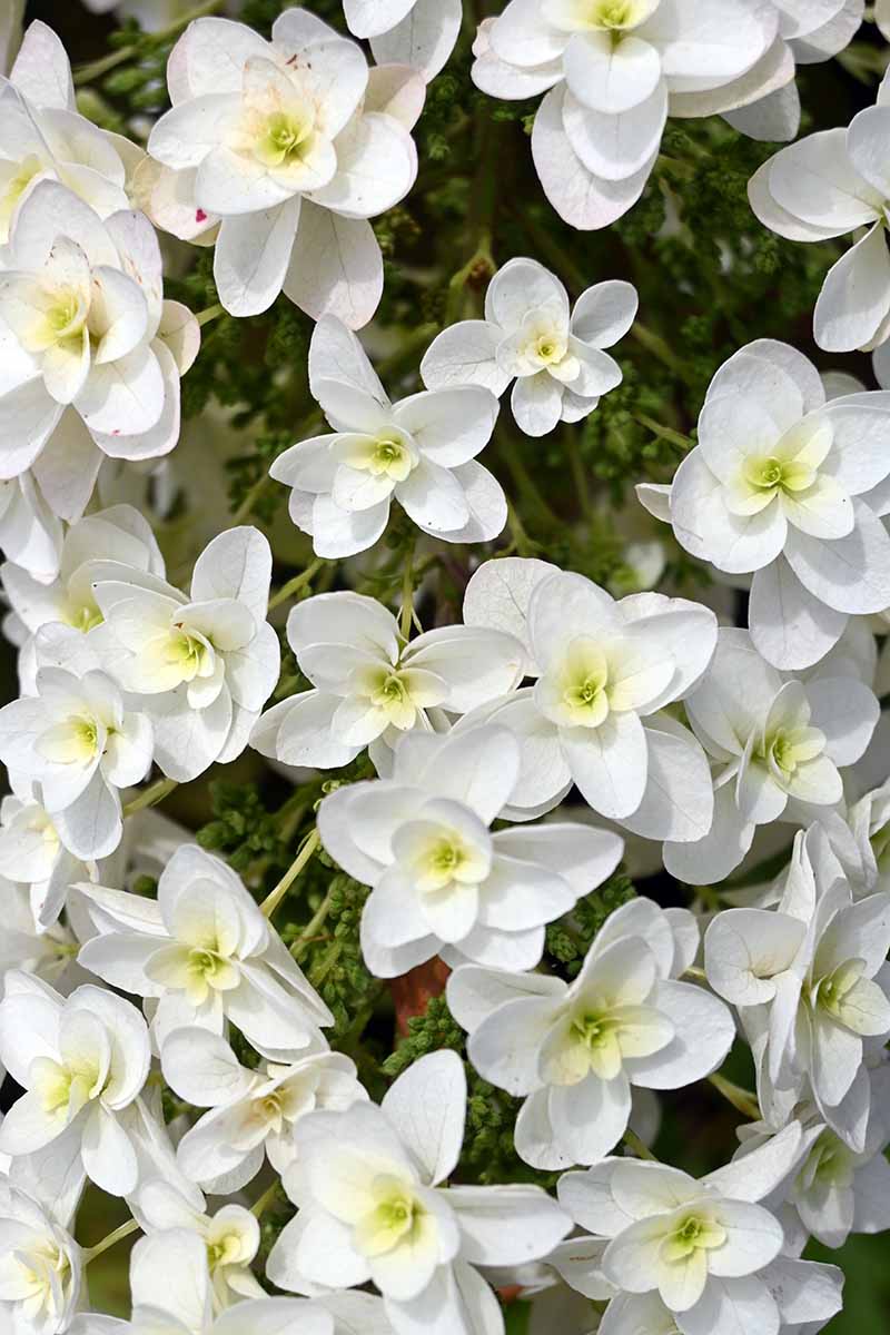 A close up vertical image of the white flower of H. quercifolia in the garden.