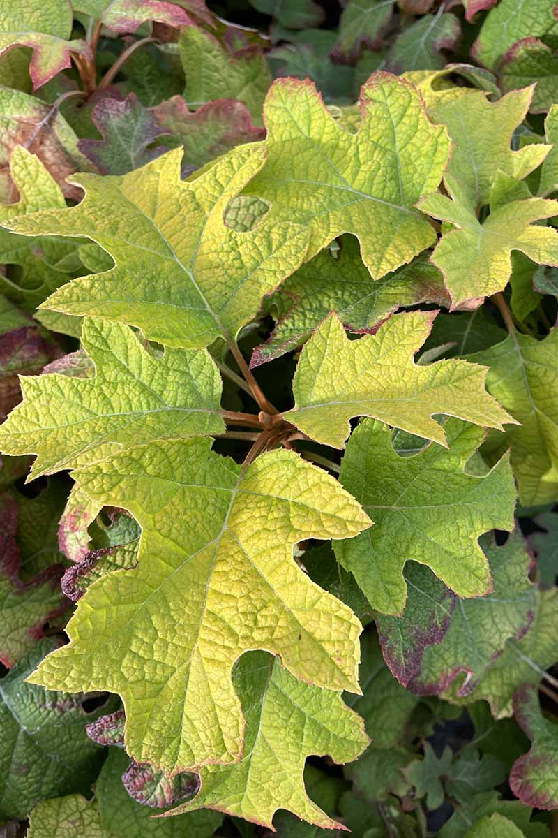 A close up vertical image of the foliage of an oakleaf hydrangea plant growing in the garden.