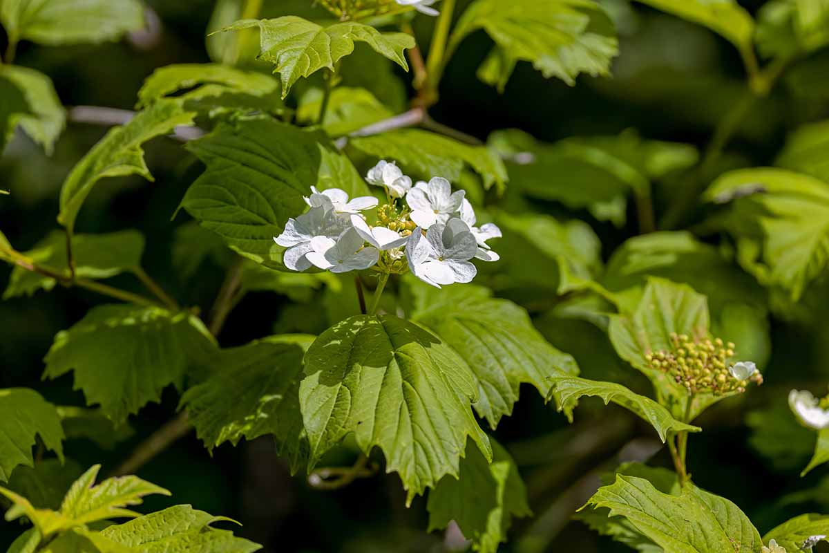 A close up horizontal image of the flowers and foliage of an oakleaf hydrangea growing in the garden pictured in bright sunshine.