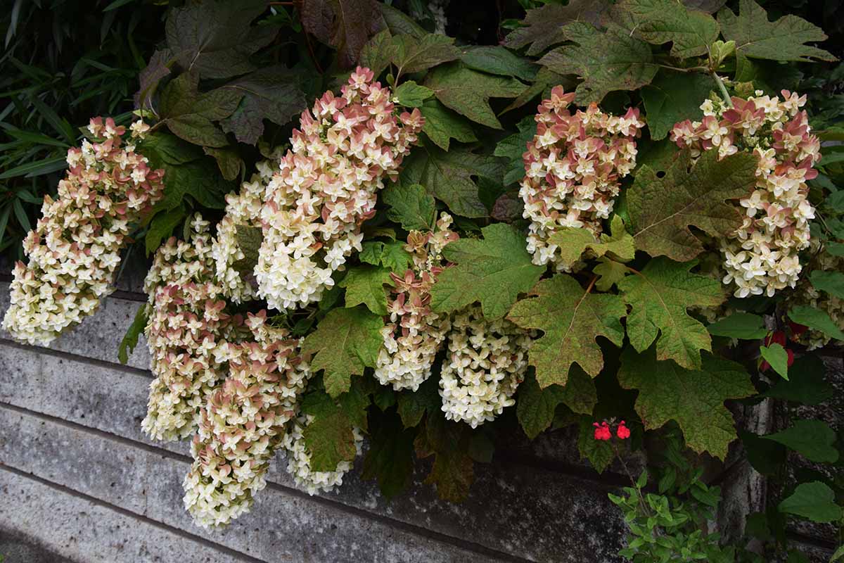 A close up horizontal image of a flowering oakleaf hydrangea plant growing over the side of a retaining wall.