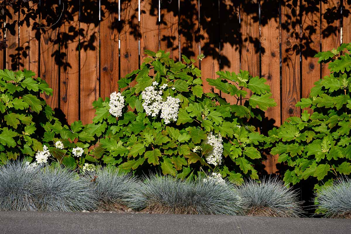A horizontal image of oakleaf hydrangeas growing in a garden border with a wooden fence in the background.