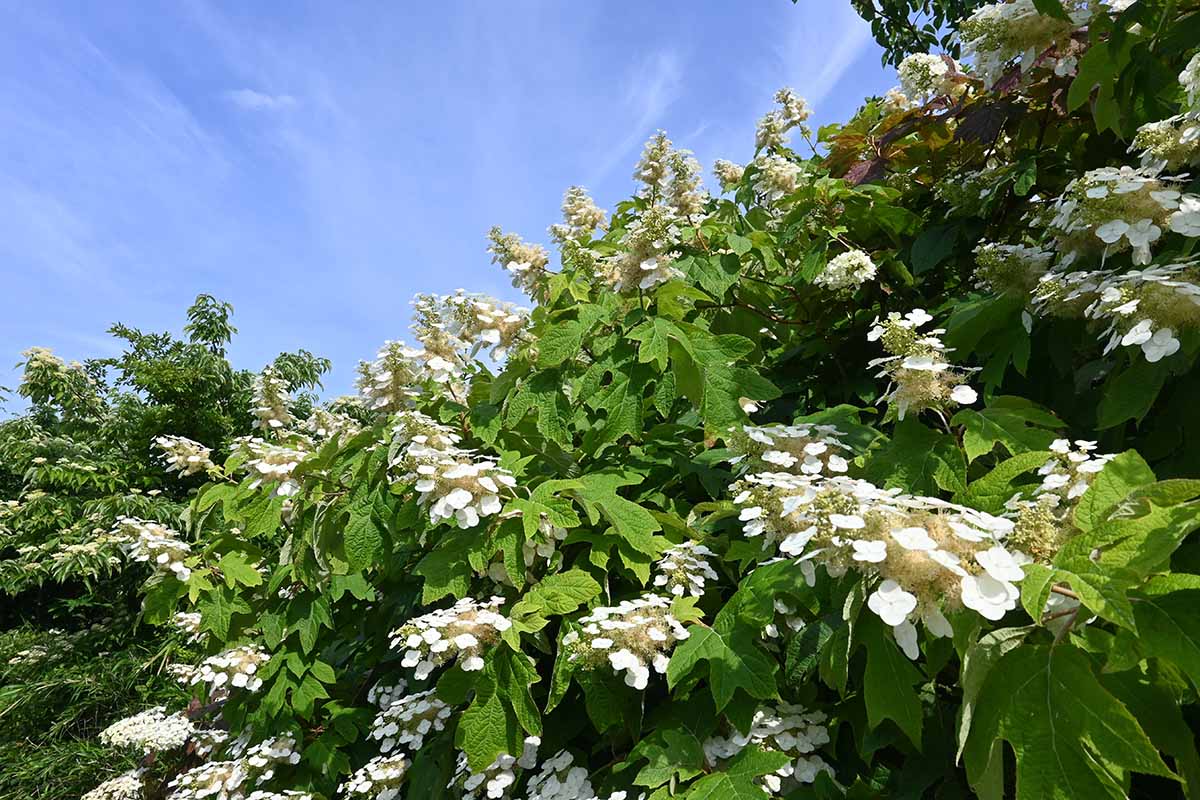 A horizontal image of a large oakleaf hydrangea growing in the garden pictured on a blue sky background.