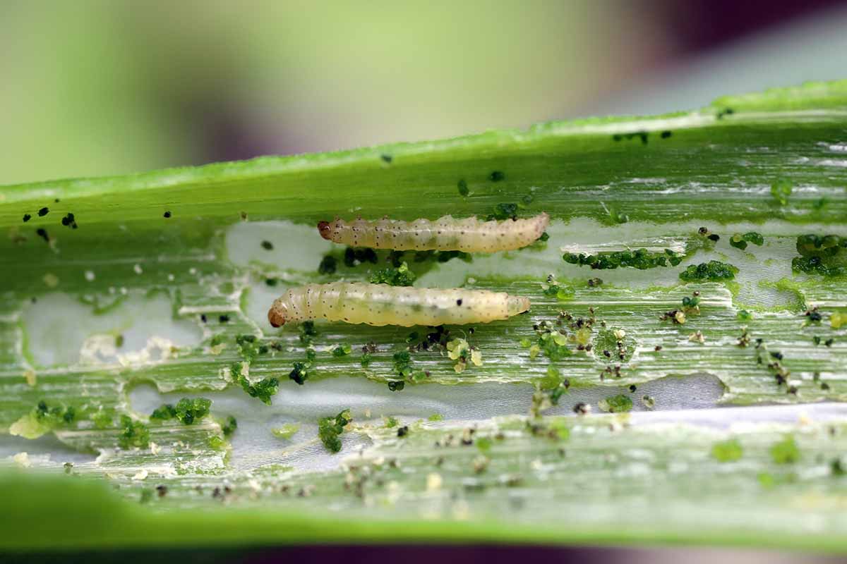 A close up horizontal image of caterpillars munching away at foliage.