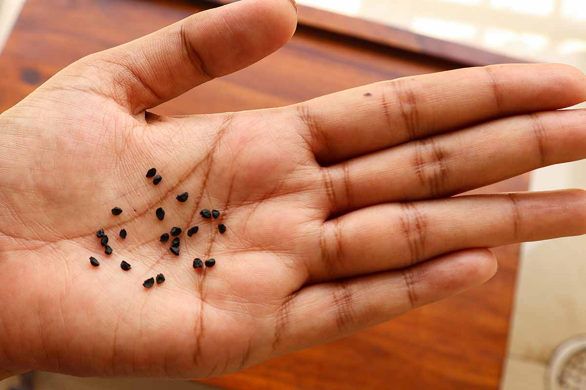 A close up horizontal image of an open palm holding tiny black seeds.