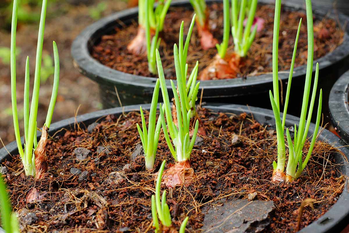 A close up horizontal image of young onion plants growing in large black plastic containers.