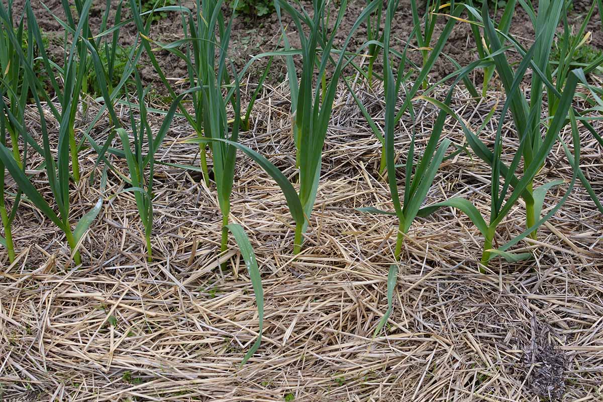 A horizontal image of onions growing in the vegetable garden surrounded by straw mulch.