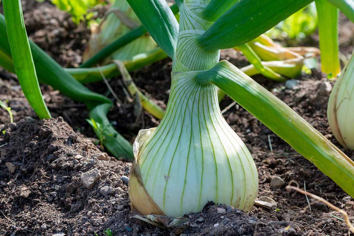 A close up horizontal image of onions growing in the garden.