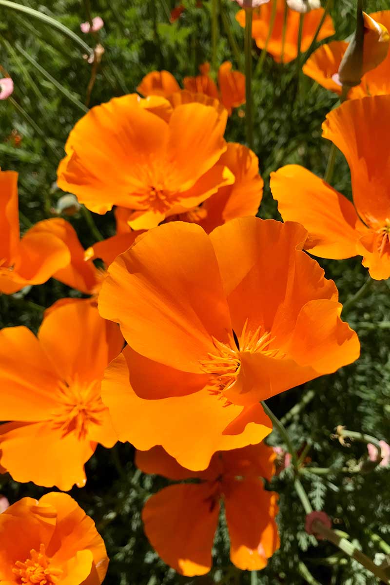 A close up vertical image of orange California poppies growing in a sunny garden.
