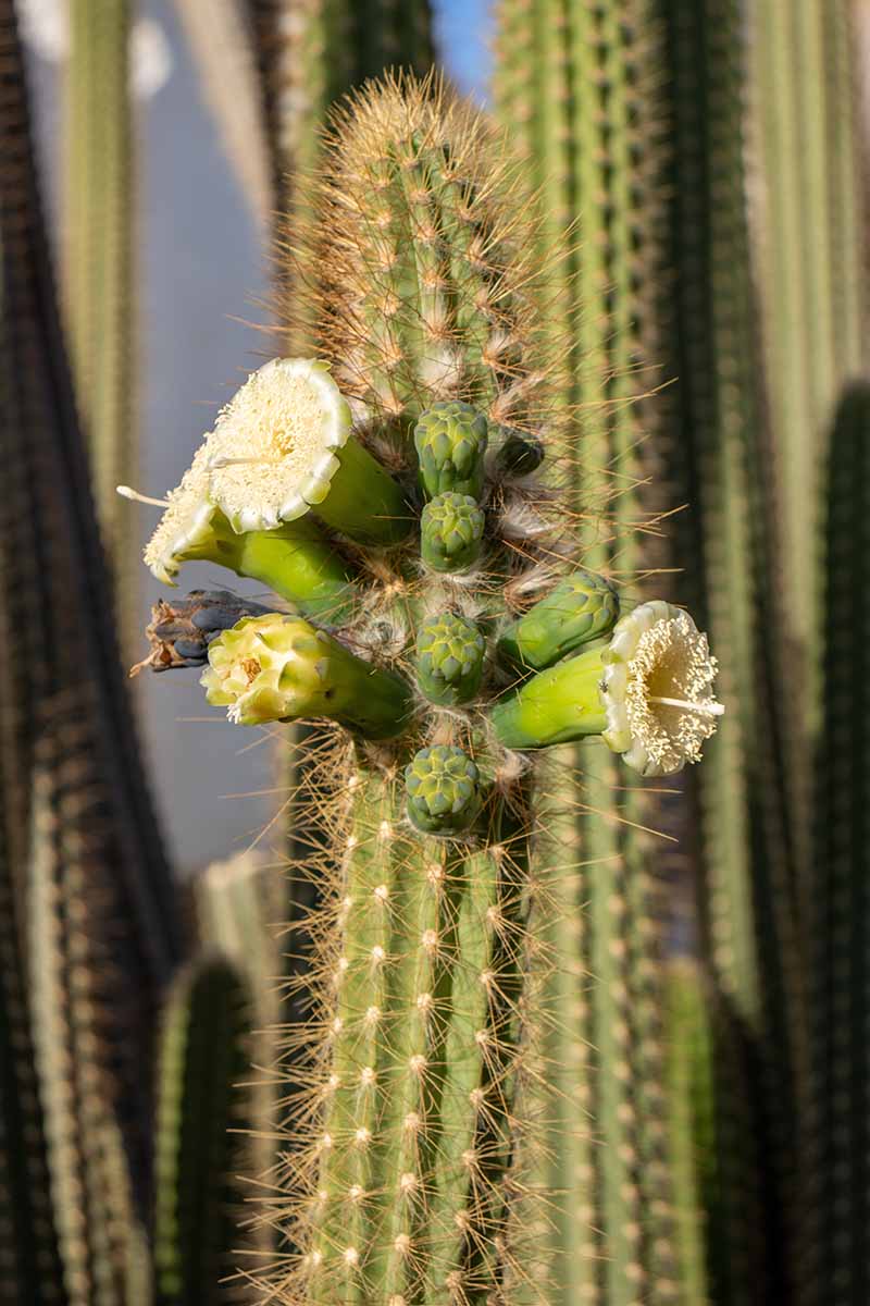 A close up vertical image of the flower buds of an organ pipe cactus pictured in light sunshine.