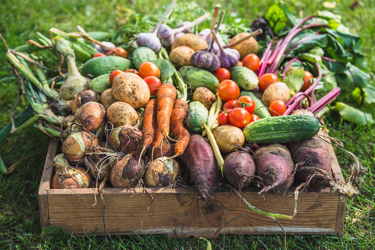A close up horizontal image of a wooden box filled with an abundant harvest of organic vegetables from the garden.