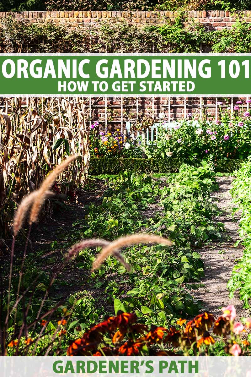 A vertical image of an abundant organic garden pictured in bright sunshine. To the top and bottom of the frame is green and white printed text.