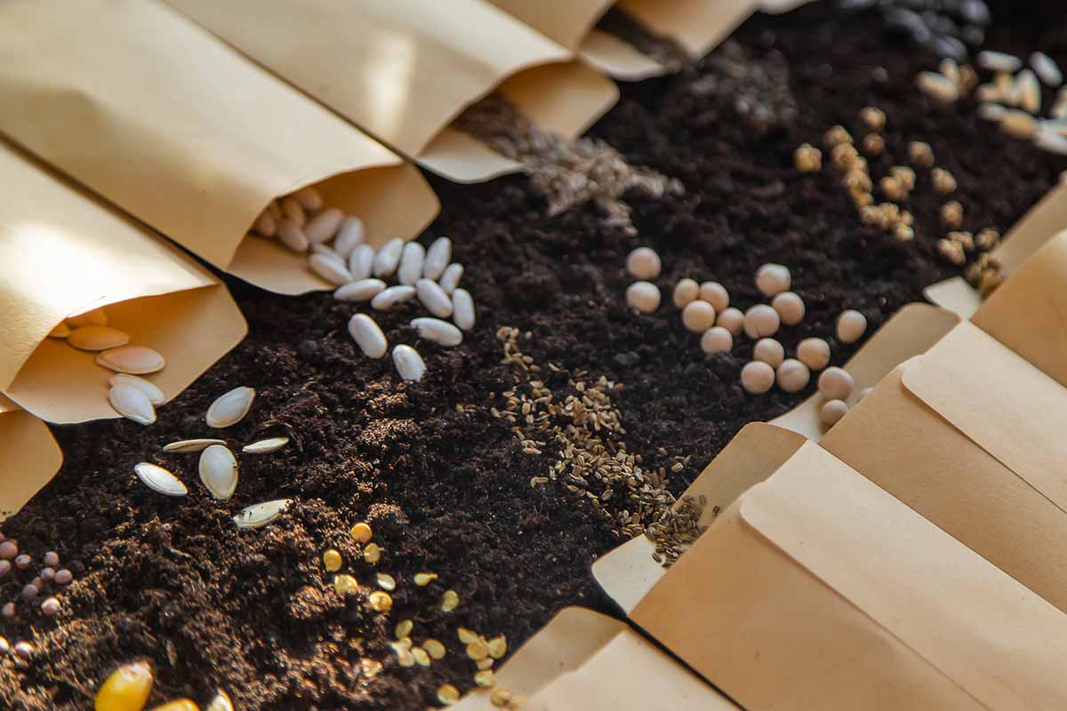 A horizontal image of a variety of brown packages with seeds spilling out onto the surface of the soil.