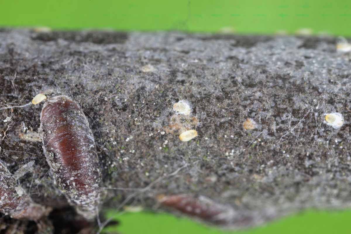 A close up horizontal image of oystershell scale insects on the branch of a tree.